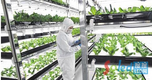 &ldquo;�������߲ˈ@&rdquo;���T�����ڙz���߲˵����L��r