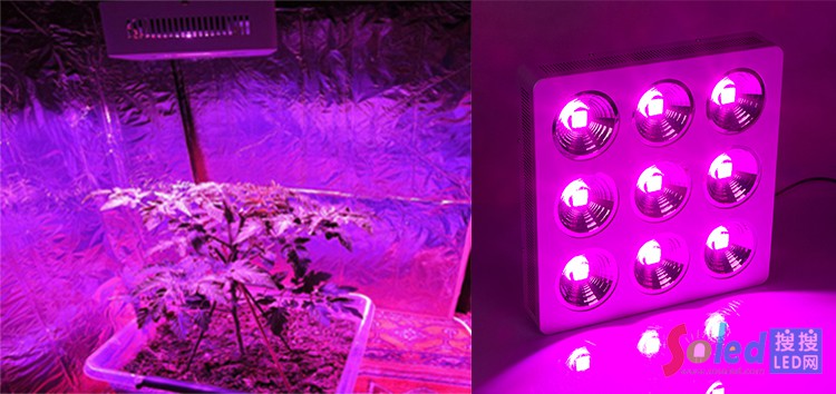 ���ٹ�(ji��)��LEDֲ�����L����(d��)�؄�(chu��ng)��(y��u)��(sh��)���@